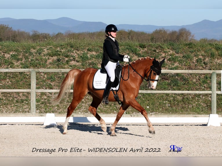 German Classic Pony Gelding 7 years 14,2 hh Chestnut-Red in Steinbrunn-le-bas