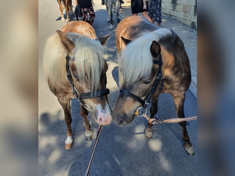 German Classic Pony Gelding 9 years 10,2 hh in Oberderdingen