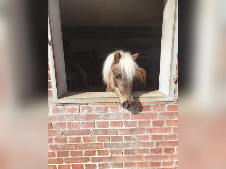 German Classic Pony Gelding 9 years 10,2 hh in Oberderdingen