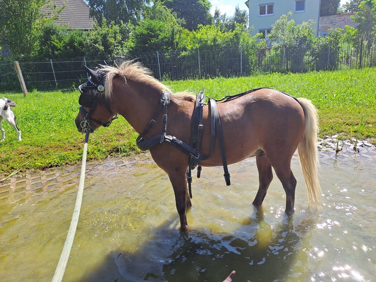 German Classic Pony Gelding 9 years  in Ichenhausen