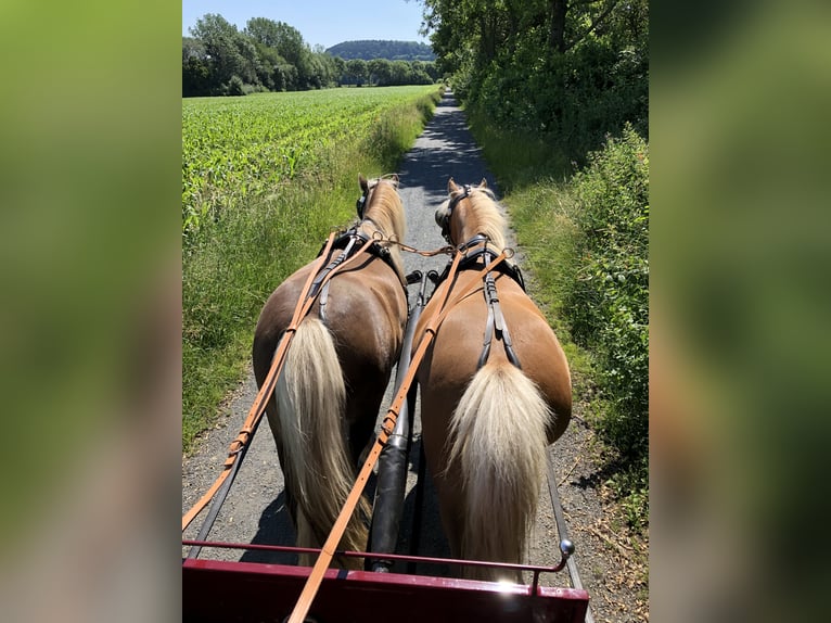 German Classic Pony Mare 13 years 10,2 hh Chestnut-Red in Goslar
