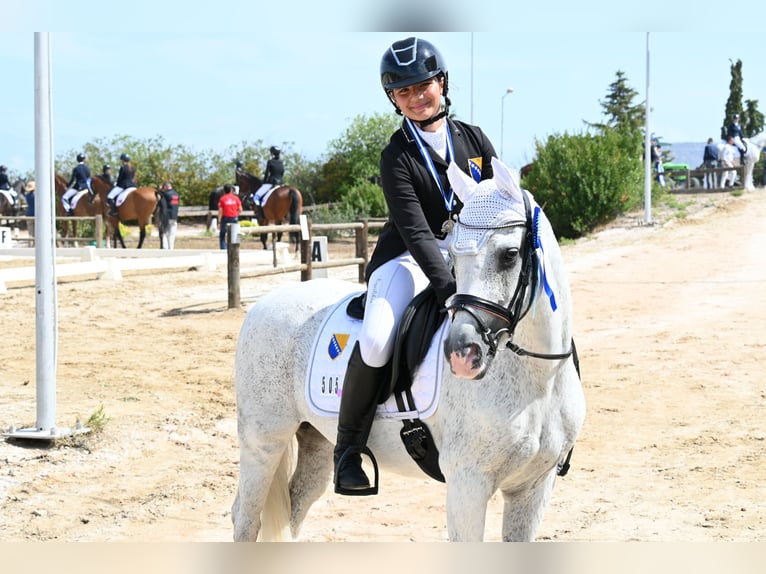 German Classic Pony Mare 17 years 13.1 hh Grey-Dapple in Sarajevo