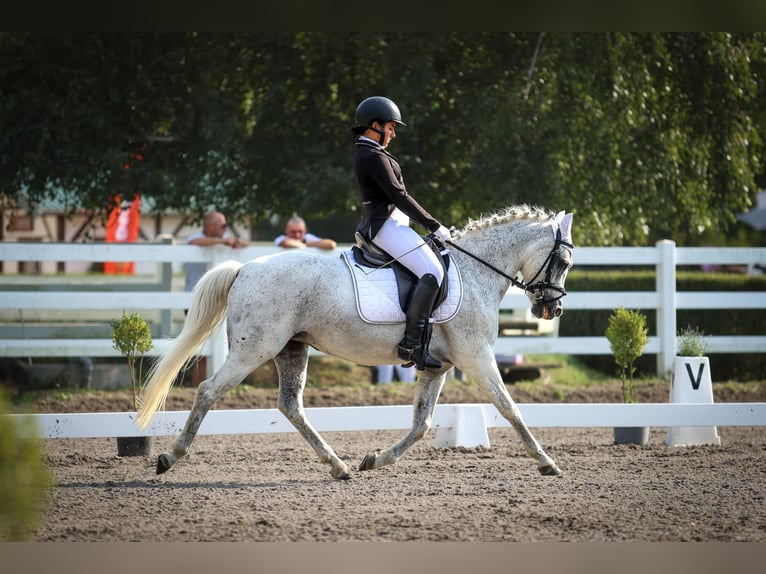 German Classic Pony Mare 17 years 13.1 hh Grey-Dapple in Sarajevo