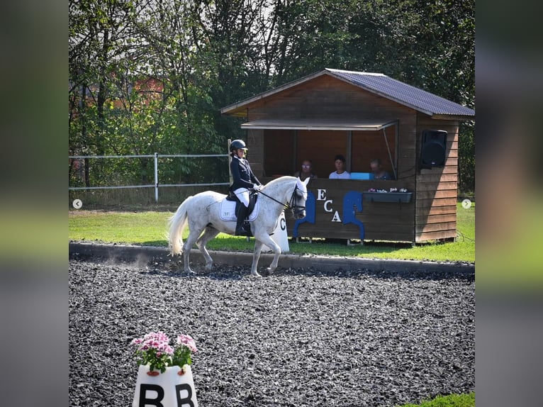 German Classic Pony Mare 17 years Grey-Dapple in Sarajevo