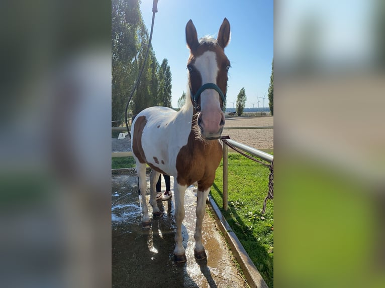 German Classic Pony Mare 19 years 13,3 hh Pinto in Stahnsdorf