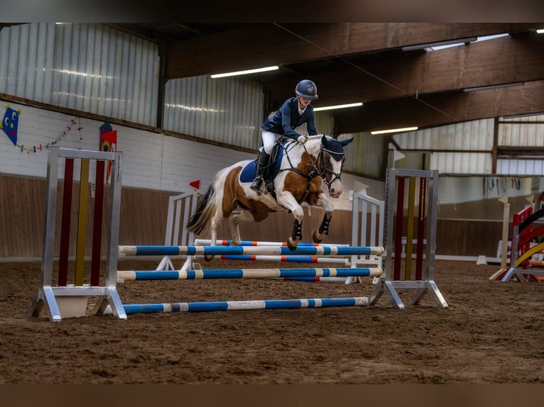German Classic Pony Mare 19 years 13,3 hh Pinto in Stahnsdorf