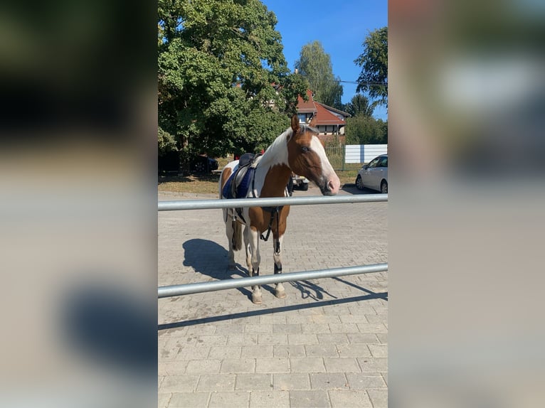 German Classic Pony Mare 19 years 13,3 hh Pinto in Stahnsdorf