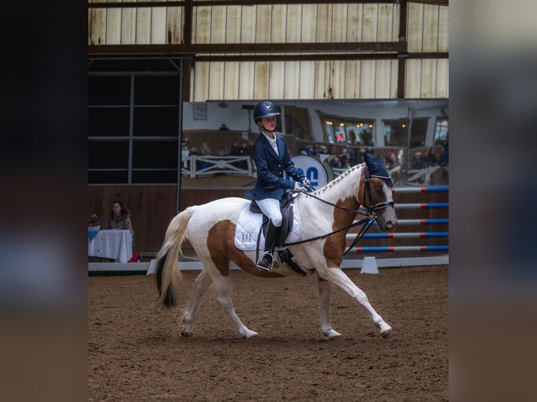 German Classic Pony Mare 19 years 13,3 hh Pinto in Stahnsdorf