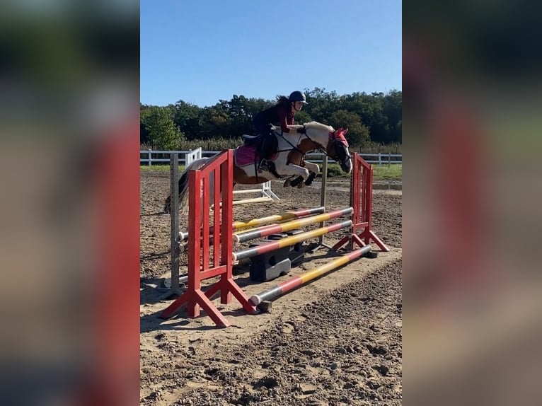 German Classic Pony Mare 19 years 13,3 hh Pinto in Stahnsdorf