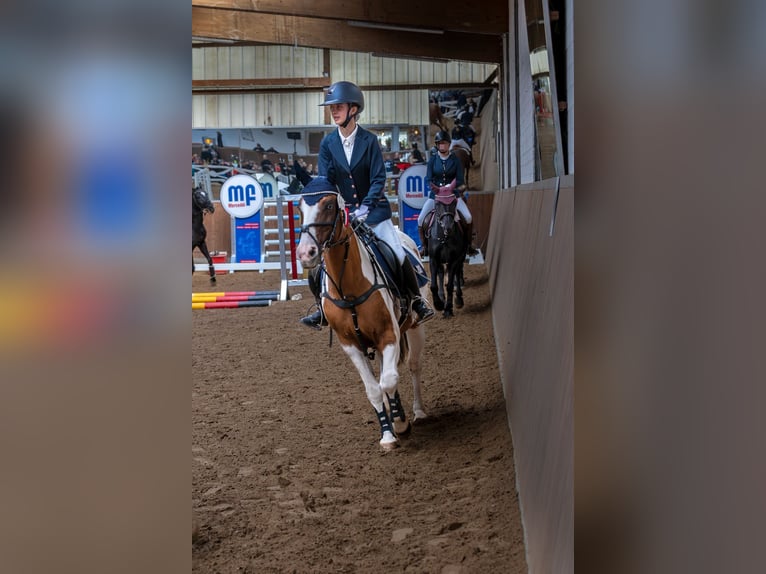German Classic Pony Mare 19 years 13,3 hh Pinto in Stahnsdorf