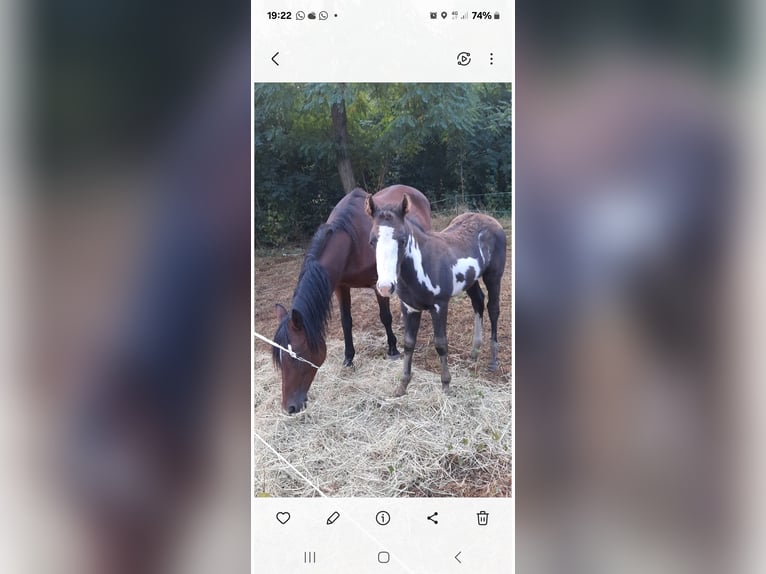 German Classic Pony Mare 19 years Brown in Nauen