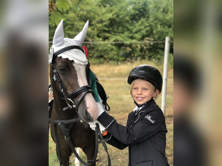 German Classic Pony Mare 21 years 12.1 hh Chestnut in Stahnsdorf