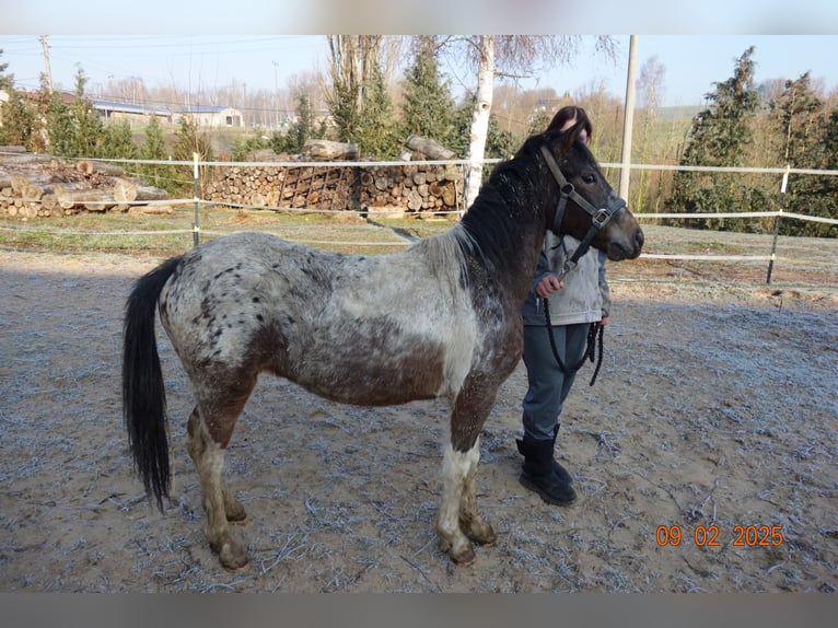 German Classic Pony Mix Mare 2 years 12,1 hh Gray-Fleabitten in Reinsberg