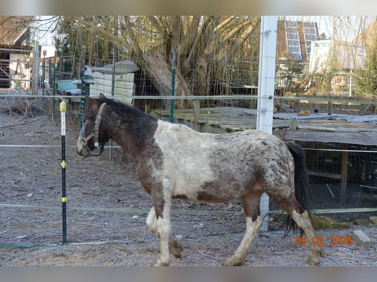 German Classic Pony Mix Mare 2 years 12,1 hh Gray-Fleabitten in Reinsberg