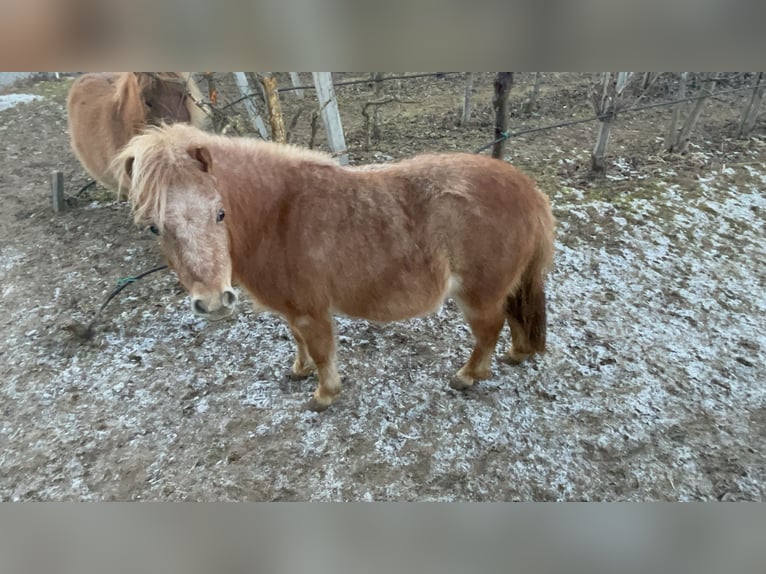 German Classic Pony Mix Mare 2 years 9.1 hh Chestnut-Red in Götzens