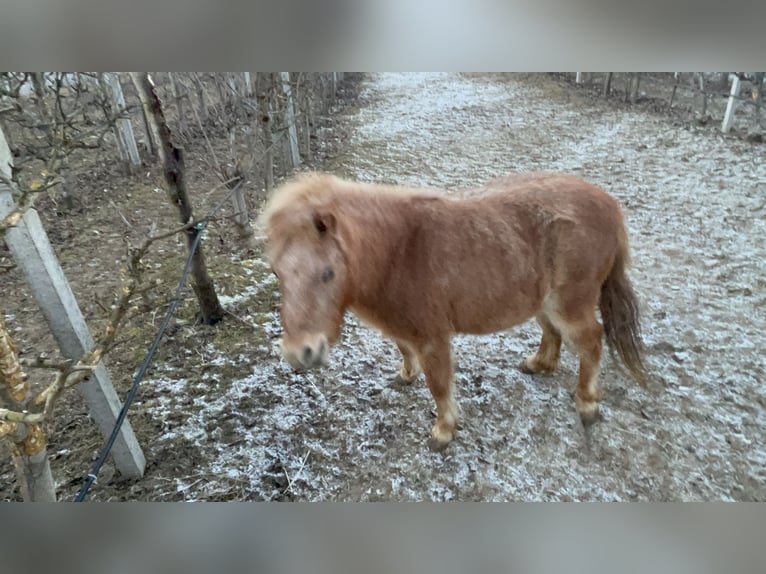 German Classic Pony Mix Mare 2 years 9,1 hh Chestnut-Red in Götzens
