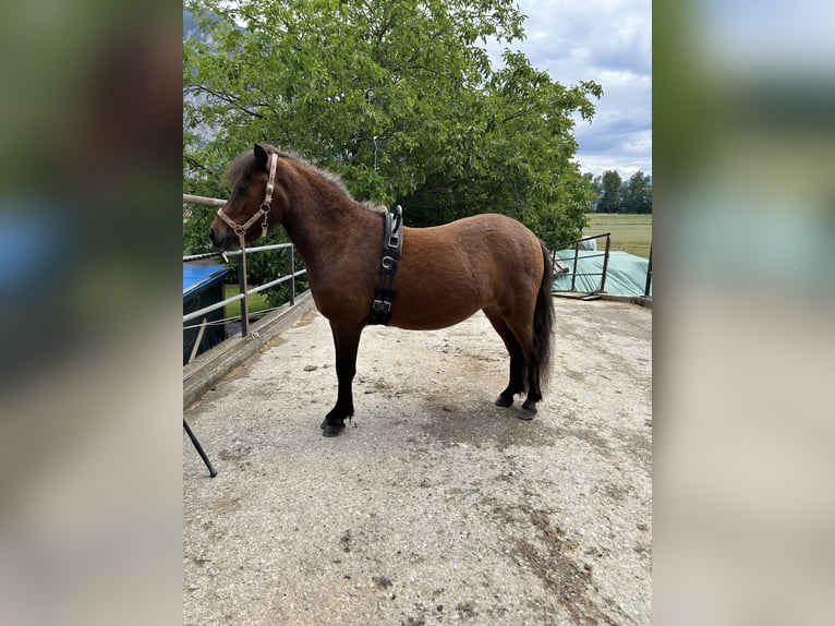 German Classic Pony Mare 3 years 10,1 hh Brown in Axams