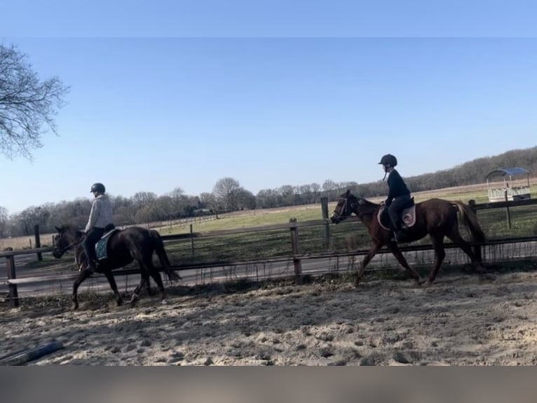 German Classic Pony Mare 3 years 13,1 hh Chestnut-Red in Malden