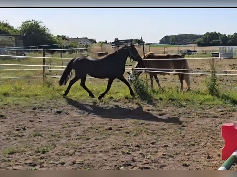 German Classic Pony Mare 4 years 10,3 hh Smoky-Black in Moers