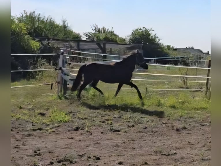 German Classic Pony Mare 4 years 10,3 hh Smoky-Black in Moers