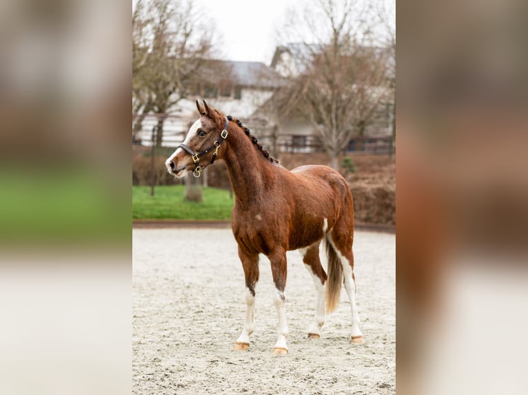 German Classic Pony Mare 4 years 12.2 hh Chestnut-Red in Beckerich