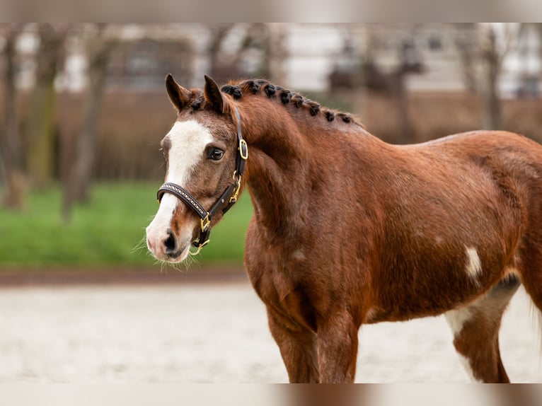German Classic Pony Mare 4 years 12.2 hh Chestnut-Red in Beckerich