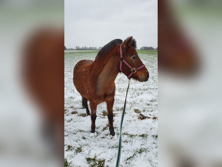 German Classic Pony Mare 9 years 10,1 hh Leopard-Piebald in München