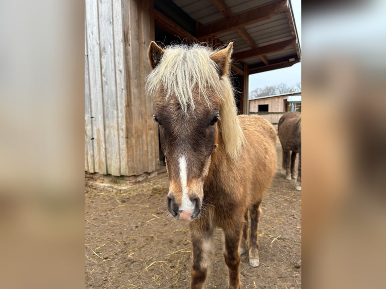 German Classic Pony Stallion 1 year 11 hh Brown in Goslar
