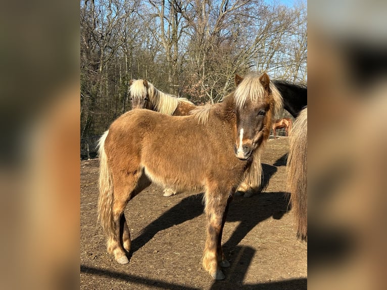German Classic Pony Stallion 1 year 11 hh Brown in Goslar