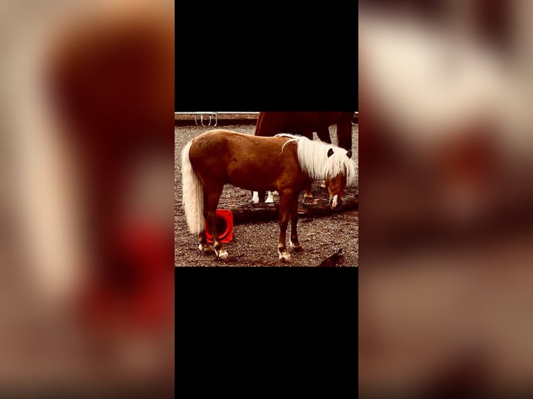 German Classic Pony Stallion 2 years 10,1 hh  in Finningen