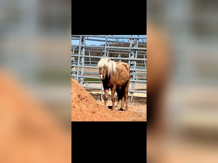 German Classic Pony Stallion 2 years 10,1 hh  in Finningen