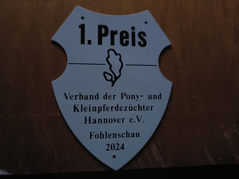 German Classic Pony Stallion 2 years 10,2 hh in Bohmte