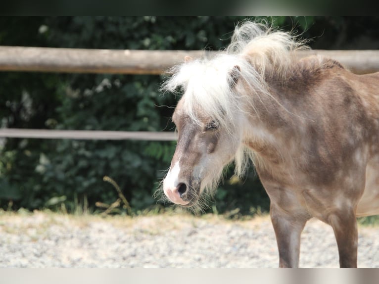 German Classic Pony Stallion 7 years 10,2 hh in Oberderdingen