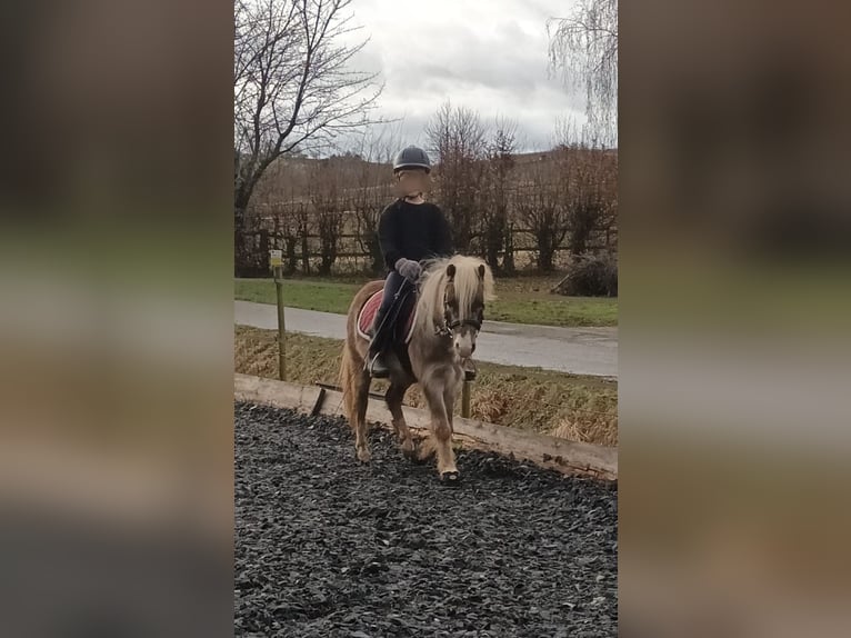 German Classic Pony Stallion 7 years 10,2 hh in Oberderdingen