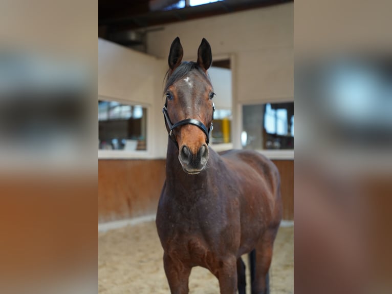 German Noble Blood Gelding 5 years 15.1 hh  in Wartenberg
