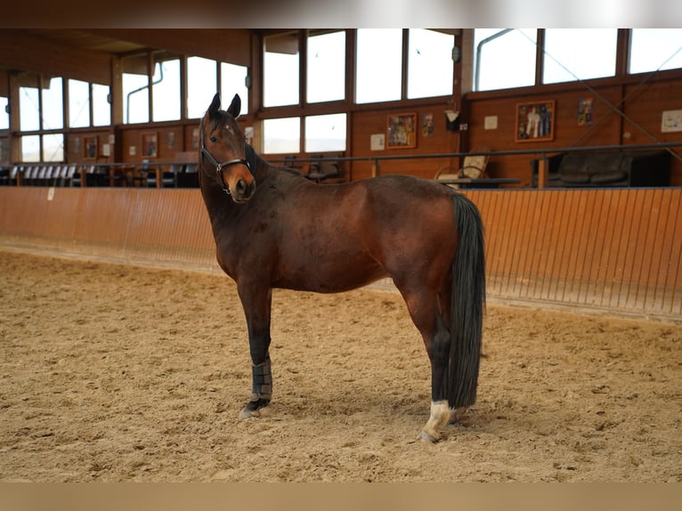 German Noble Blood Gelding 5 years 15.1 hh  in Wartenberg