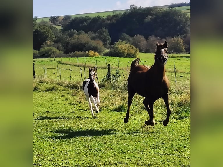 German Noble Blood Mare 1 year 16 hh Pinto in Blieskastel