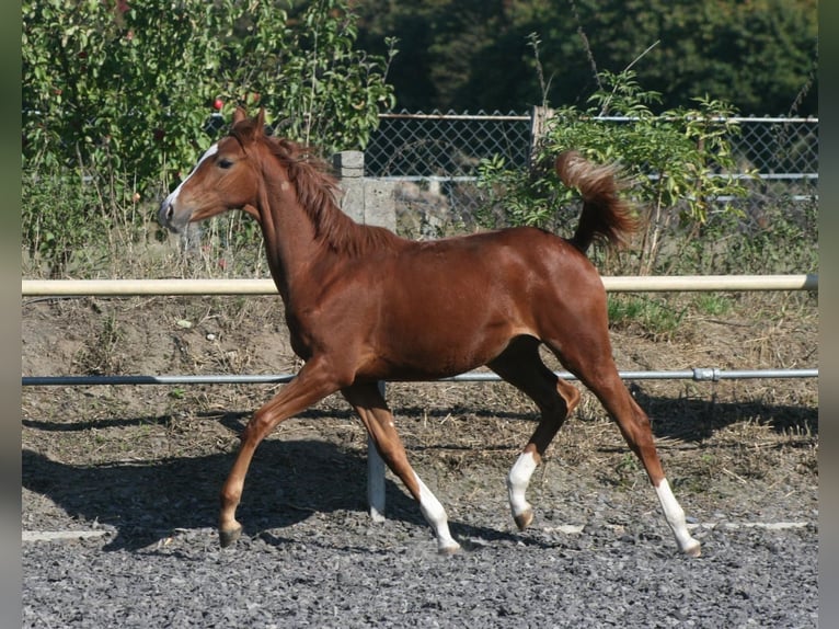 German Noble Blood Mare 1 year Chestnut-Red in Crivitz