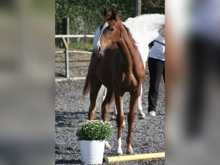 German Noble Blood Mare 1 year Chestnut-Red in Crivitz
