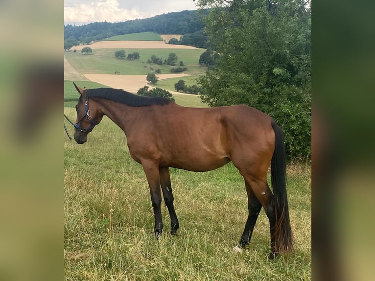 German Noble Blood Mare 3 years 16.2 hh Brown in Oberzent
