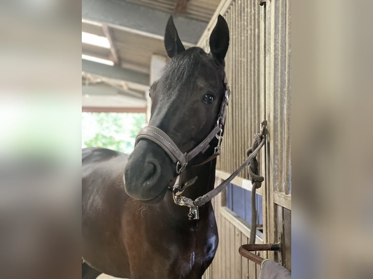 German Riding Horse Gelding 10 years 15.2 hh Bay-Dark in Düsseldorf
