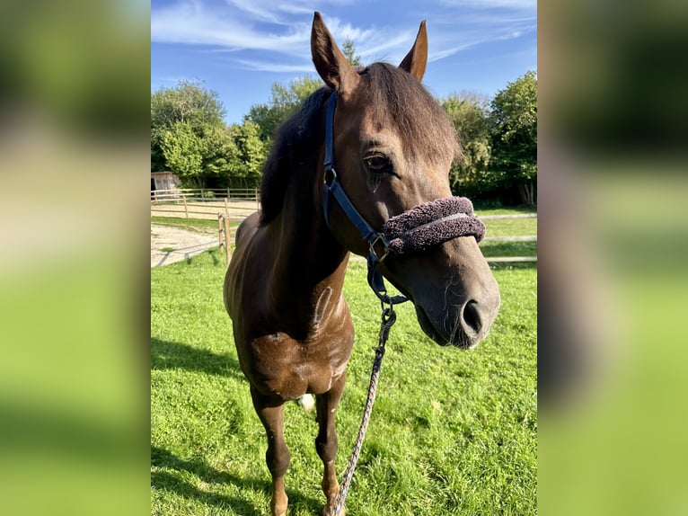 German Riding Horse Gelding 10 years 15 hh Chestnut in Blaubeuren