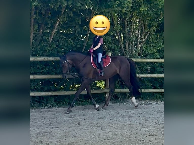German Riding Horse Gelding 10 years 15 hh Chestnut in Blaubeuren