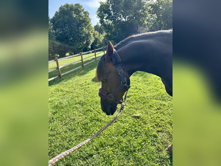 German Riding Horse Gelding 10 years 15 hh Chestnut in Blaubeuren