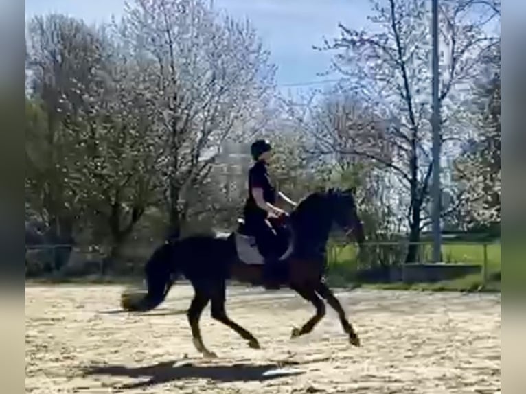 German Riding Horse Gelding 10 years 15 hh Chestnut in Blaubeuren