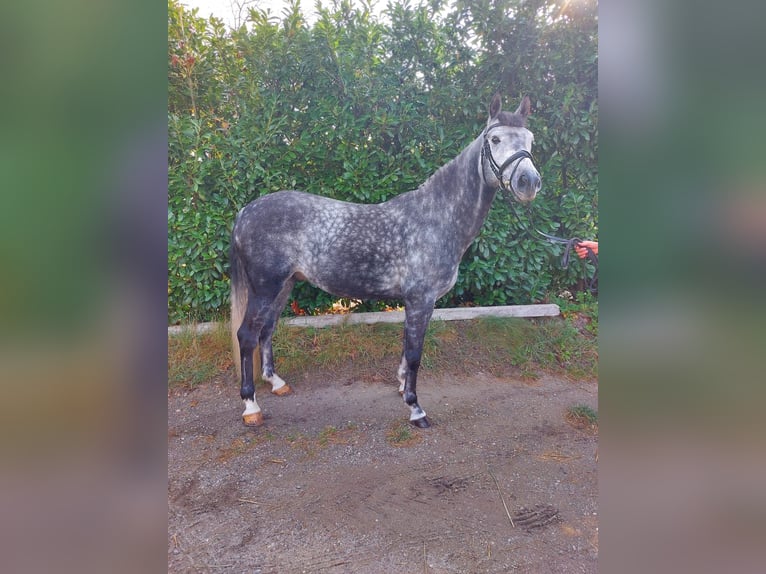 German Riding Horse Gelding 10 years 15,2 hh Grey-Dapple in Himberg