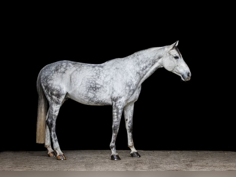 German Riding Horse Gelding 10 years 16,1 hh Gray-Dapple in Poxdorf