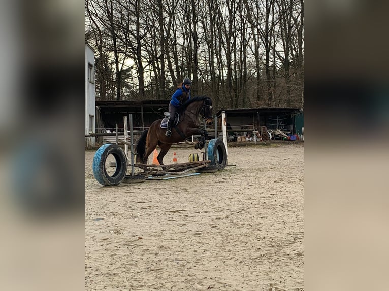 German Riding Horse Gelding 10 years 16.2 hh Brown in Oberhaching