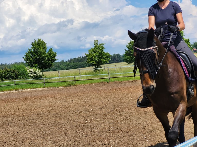 German Riding Horse Gelding 10 years 16.2 hh Brown in Oberhaching
