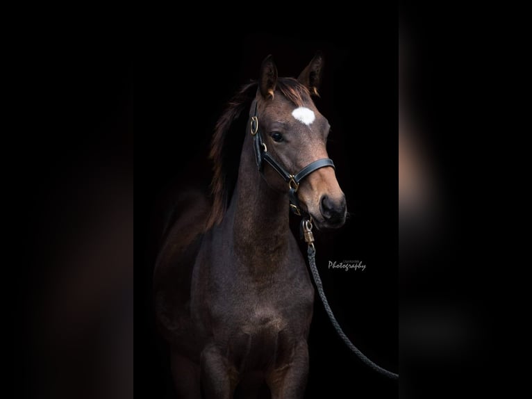 German Riding Horse Gelding 10 years 16.2 hh Brown in Oberhaching